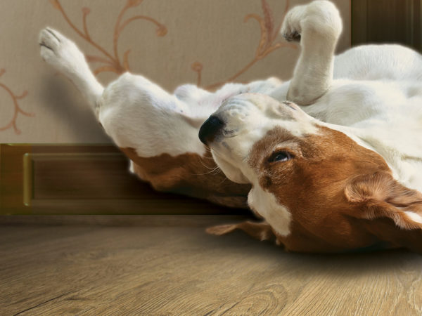 stone-barn-floors-warranties stone-barn-floors-warranties